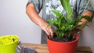 Biały osad w doniczce to nie zawsze pleśń. Tym sposobem szybko się go pozbędziesz