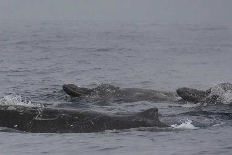 Grupa dziobogłowców północnych na powierzchni oceanu to rzadki widok