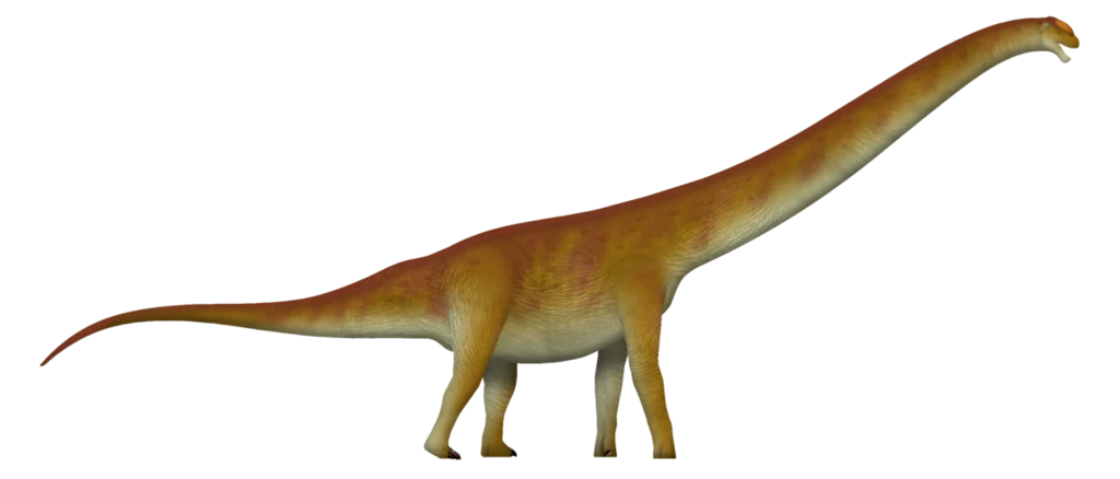 Tytanozaury takie jak Jiangxititan miały masywną przednią część ciała