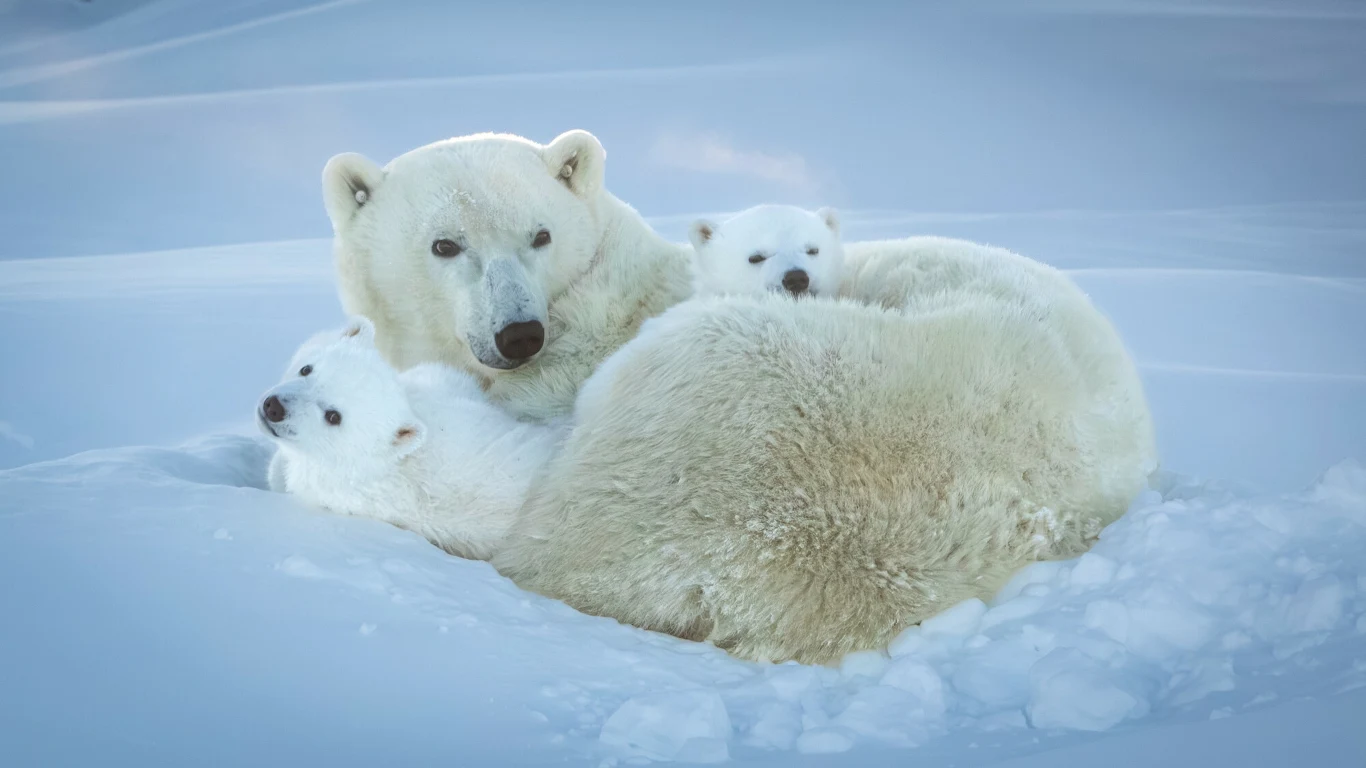 Niedźwiedzie polarne mają specjalną sierść