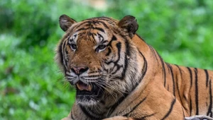 Chiński tygrys wymarł. Po czym nagle zjawił się w Afryce