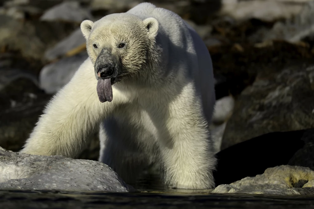 Niektórzy specjaliści twierdzą, że niedźwiedzie polarne będą stosowały podobne strategie, jak niedźwiedzie grizzly, ale nowe badanie przeczy tej teorii