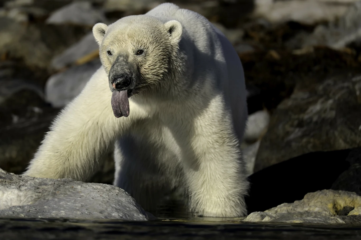 Niektórzy specjaliści twierdzą, że niedźwiedzie polarne będą stosowały podobne strategie, jak niedźwiedzie grizzly, ale nowe badanie przeczy tej teorii Niektórzy specjaliści twierdzą, że niedźwiedzie polarne będą stosowały podobne strategie, jak niedźwiedzie grizzly, ale nowe badanie przeczy tej teorii