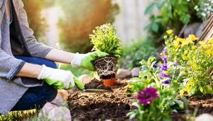 Optymalna opieka roślinna — środki ochrony roślin i nawozy w twoim ogrodzie