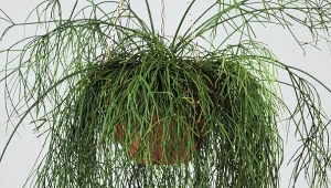 Wieszam tę roślinę w domu, zamiast paprotki. Jest ładniejsza, a prawie wcale nie muszę jej podlewać