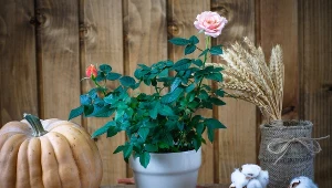 Róża doniczkowa usycha, mimo że regularnie ją podlewasz? Winny może być ten nawyk