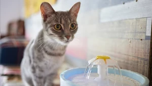 Kot pije dużo wody? Wizyta u weterynarza może być nieunikniona
