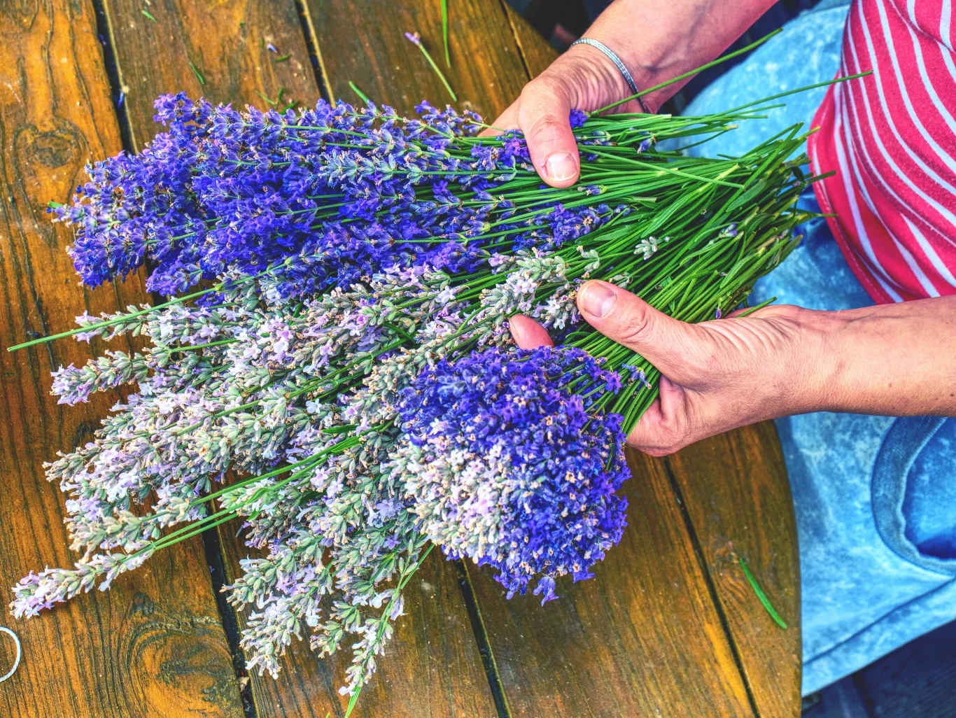Hyzop lekarski nie tylko pięknie wygląda, ale także zaliczany jest do roślin miododajnych