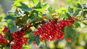 Koniecznie zrób to, zanim porzeczki zaczną kwitnąć. W sezonie będą uginać się od owoców 