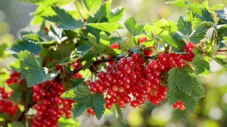 Wykonaj ten zabieg teraz, a krzaki porzeczek obsypią się owocami.