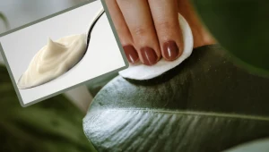 Natrzyj liście roślin majonezem, a sąsiadki pozazdroszczą ci kwiatów. Będą błyszczeć jak żywe diamenty