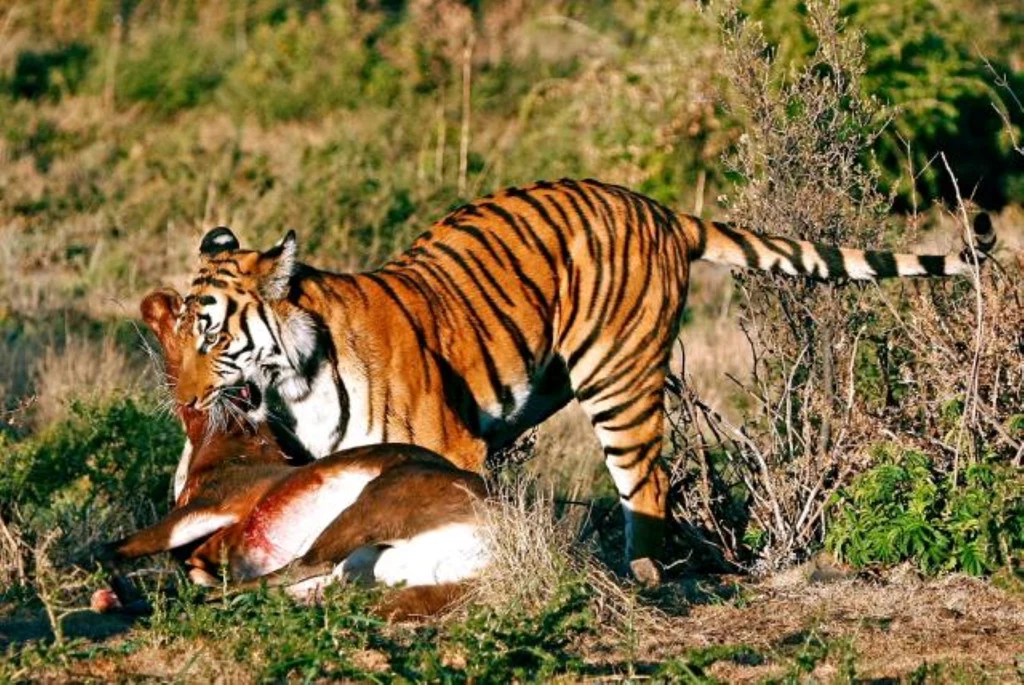 Niecodzienny widok - tygrys chiński z upolowanym sasebi zuluskim w Afryce