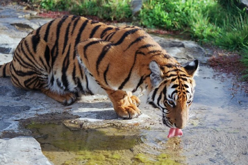 Tygrys chiński to podgatunek wymarły już na wolności