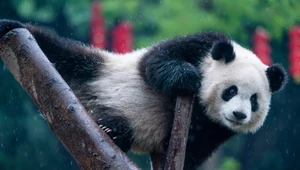 Panda wielka z Chin oszukała wszystkich. Jest niedźwiedziem, a nie szopem