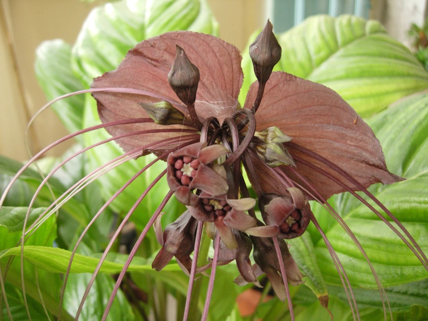 Krąpiel Chantriera to tajemnicza, egzotyczna roślina, którą możemy uprawiać w domu lub w szklarni. Jak o nią właściwie dbać? Krąpiel Chantriera to tajemnicza, egzotyczna roślina, którą możemy uprawiać w domu lub w szklarni. Jak o nią właściwie dbać?