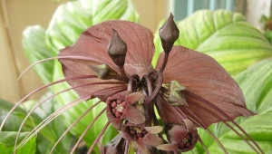 Ma ogromne kwiaty i można go wyhodować z nasion. „Kwiat nietoperz” będzie największą ozdobą twojej szklarni