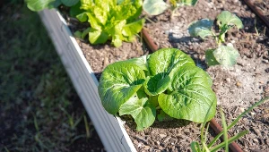 Wysoko umieszczone grządki zapewniają ochronę przed mniejszymi zwierzętami, które mogą uszkodzić rośliny.