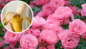 Przetnij na pół i owiń gałązkę róży. Efekt zobaczysz już po miesiącu