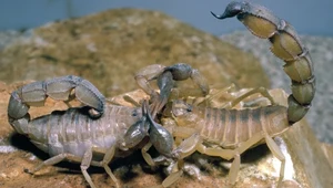 Samiec i samica skorpiona w północnej Afryce. Zaloty tych zwierząt są niebezpieczne
