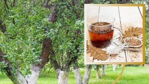 Ten napar pozytywnie wpływa nie tylko na ludzi, ale też na rośliny. Spryskaj nim drzewka owocowe