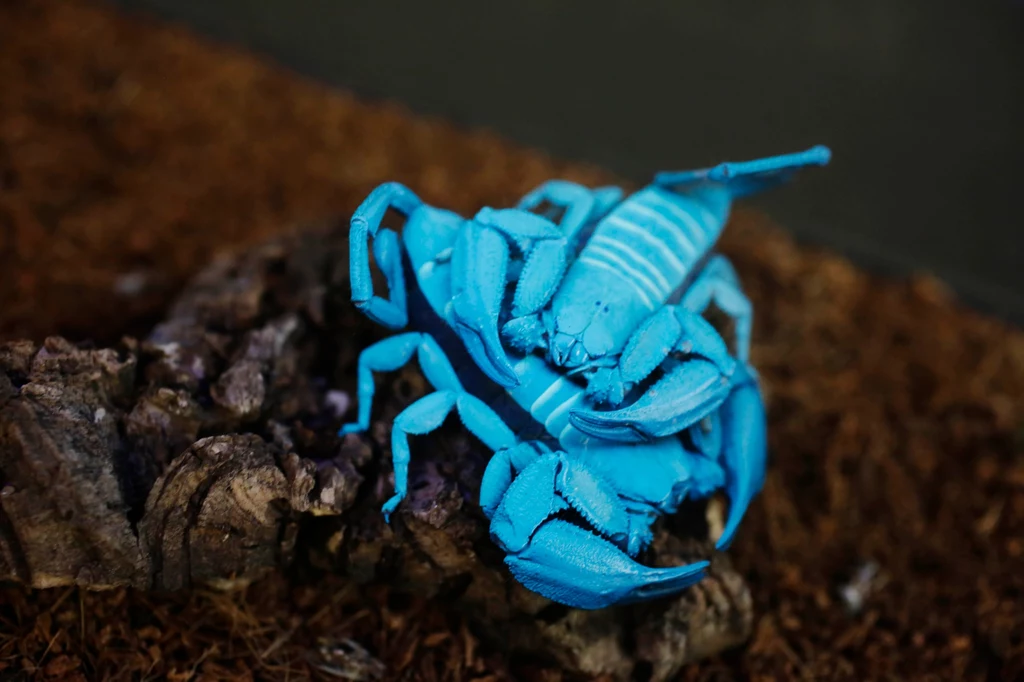 Taniec skorpionów z gatunku Hadogenes troglodytes z południowej Afryki