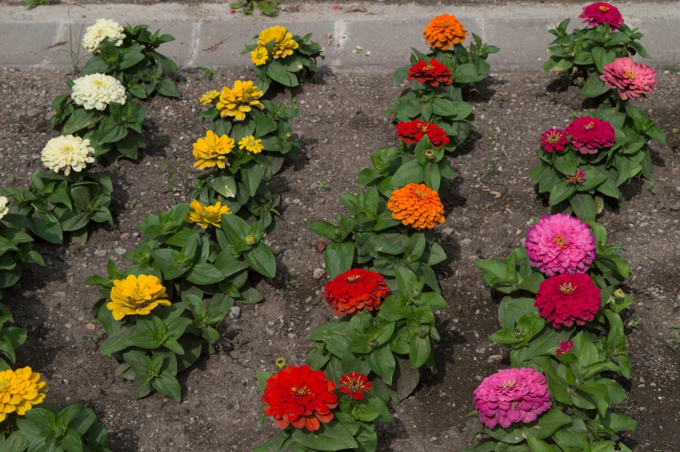 Cynie mają wiele odmian, a każda z nich zachwyca urodą. Wybierz te, które najbardziej ci się podobają Cynie mają wiele odmian, a każda z nich zachwyca urodą. Wybierz te, które najbardziej ci się podobają