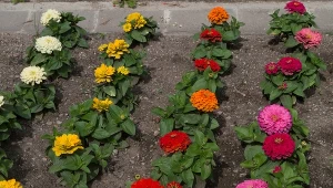 Zamienią ogród w tęczowy raj i będą kwitły do jesieni. To najlepszy moment, by je posadzić