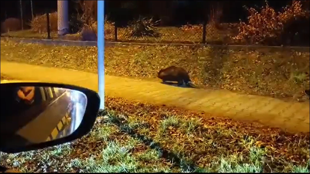Bóbr podbijał ulice Mikołowa Bóbr podbijał ulice Mikołowa