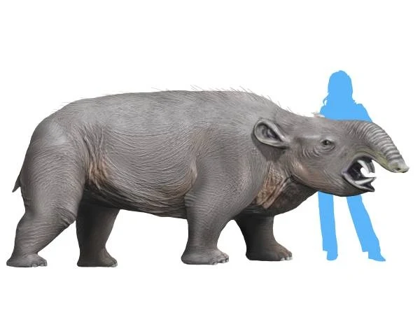 Pyrotherium było przedziwnym ssakiem z grupy meridiungulatów - nieistniejących już południowoamerykańskich ssaków kopytnych Pyrotherium było przedziwnym ssakiem z grupy meridiungulatów - nieistniejących już południowoamerykańskich ssaków kopytnych