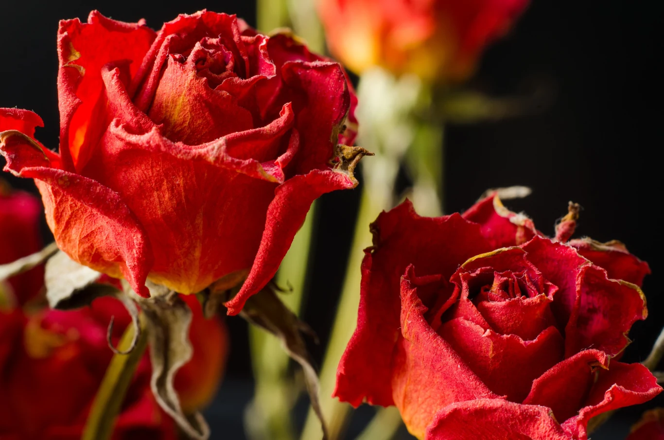 Suszenie róży może trwać od 2 do 4 tygodni