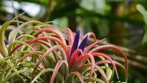 Ta roślina z mocą odkurzacza wyssie z domu całą wilgoć. Nie potrzebuje ziemi i doniczki