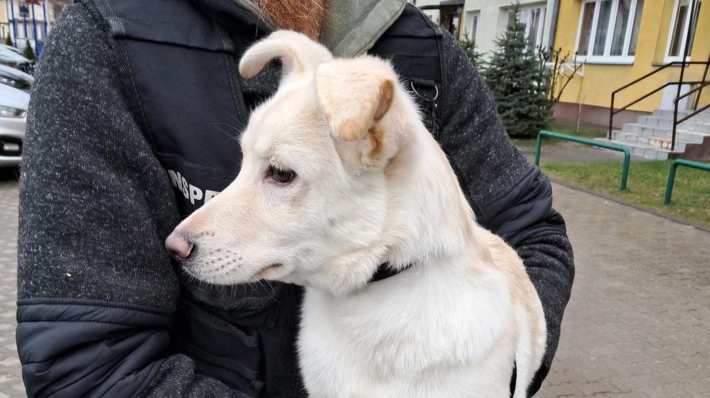 Fundacja Viva zaopiekowała się psem, którego wyrzucono z drugiego piętra na jednym z osiedli w miejscowości Góra Kalwaria