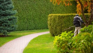 Wcale nie tuje. Żywopłotu z tej rośliny pozazdroszczą ci wszyscy sąsiedzi 