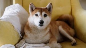 Umowa najmu a zwierzęta - jak to wygląda?