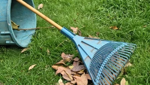 Mokre liście zalegają na trawniku? Nie wyrzucaj ich, przydadzą się bardziej, niż myślisz