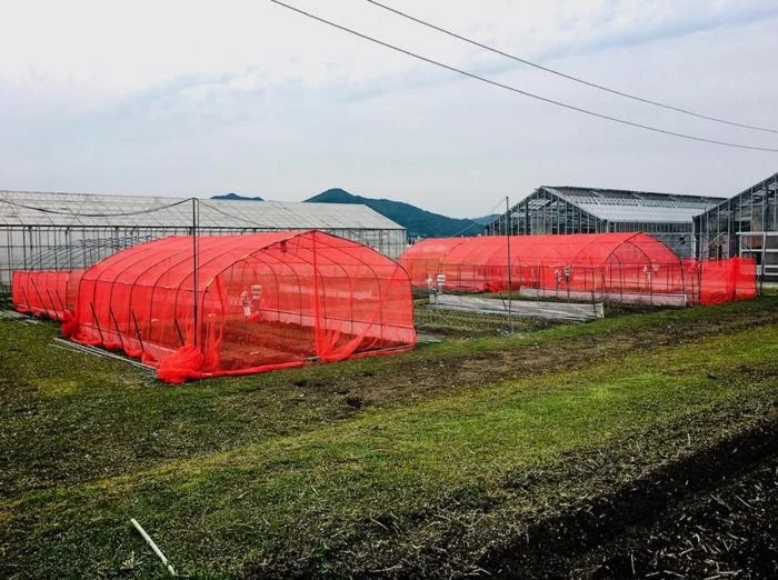 Czerwona siatka chroni uprawy przed owadami lepiej, niż siatki w innych kolorach Czerwona siatka chroni uprawy przed owadami lepiej, niż siatki w innych kolorach