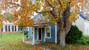 Tych drzew nie sadź w pobliżu domu. Mogą uszkodzić fundamenty