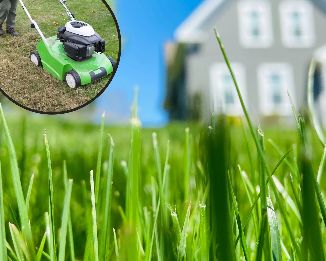 Jak zadbać o trawnik po zimie? Jak zadbać o trawnik po zimie?