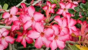 Adenium arabskie będzie orientalną ozdobą twojego domu. Tak zadbasz o Różę Pustyni