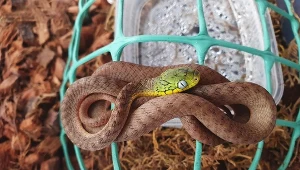 Boiga cyanea (warunkowo jadowity)