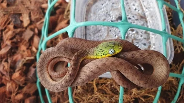 Boiga cyanea (warunkowo jadowity)