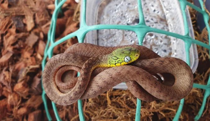 Boiga cyanea (warunkowo jadowity)