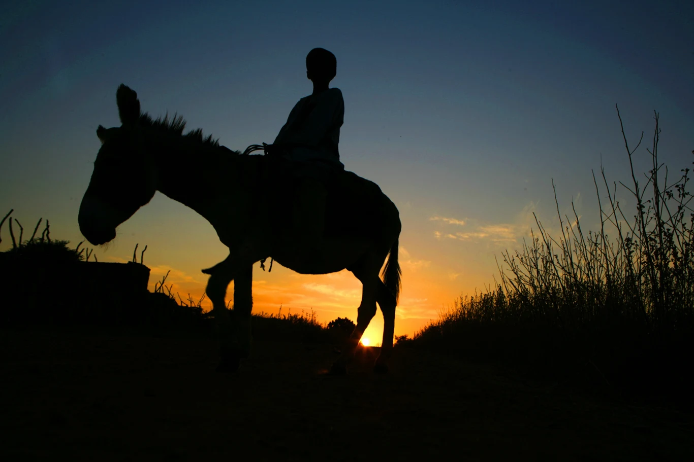 Osły dla wielu społeczności na świecie nadal są niezbędne do pracy i codziennego funkcjonowania