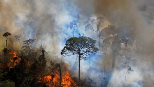 Amazonia nad przepaścią. Za 20 lat najważniejszy las zastąpi sawanna