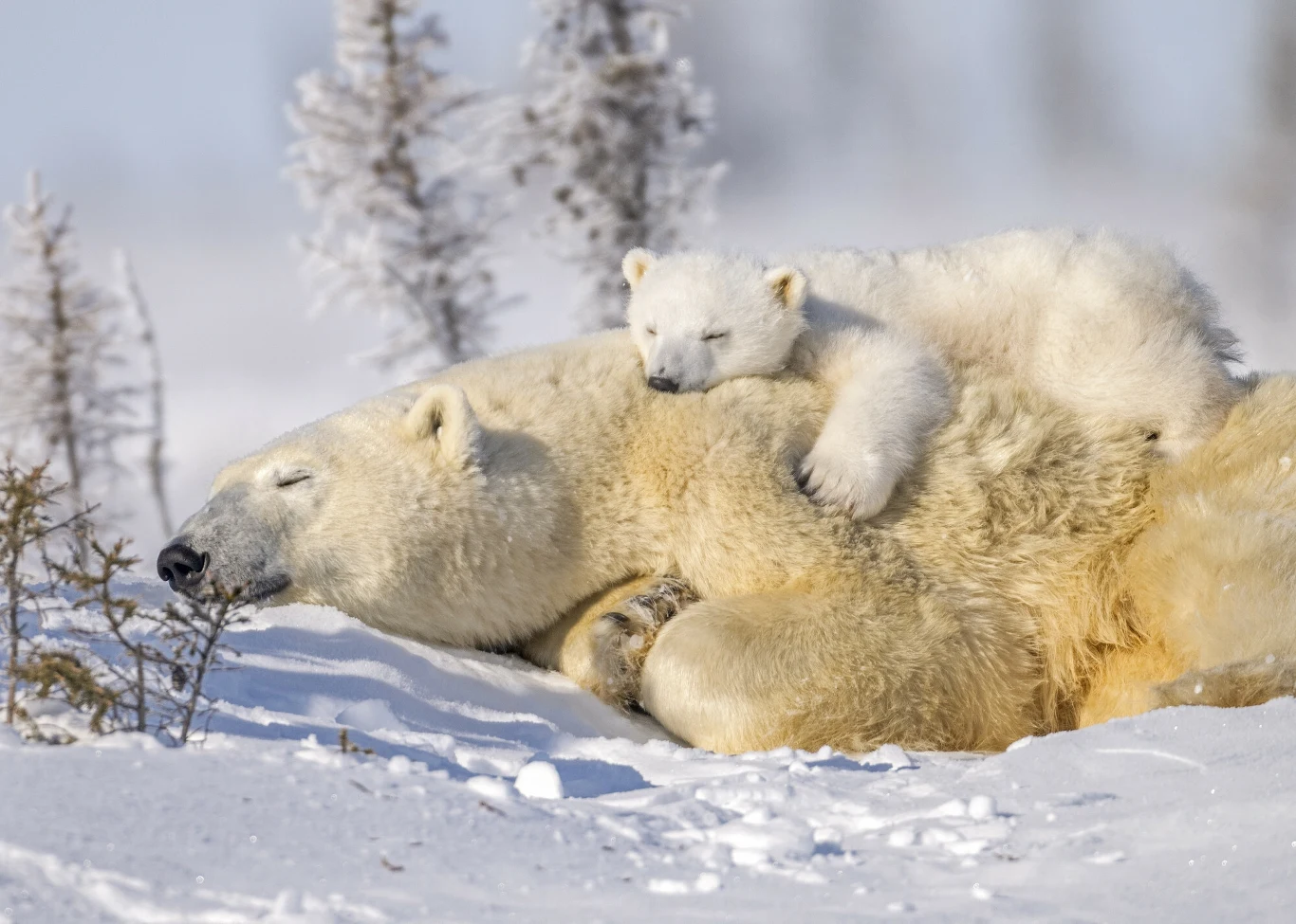 Samica niedźwiedzia polarnego z młodym. Starzenie się tych zwierząt postępuje Samica niedźwiedzia polarnego z młodym. Starzenie się tych zwierząt postępuje