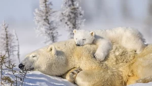 Niedźwiedzie polarne tracą swój lód. Ich reakcja jest zaskakująca