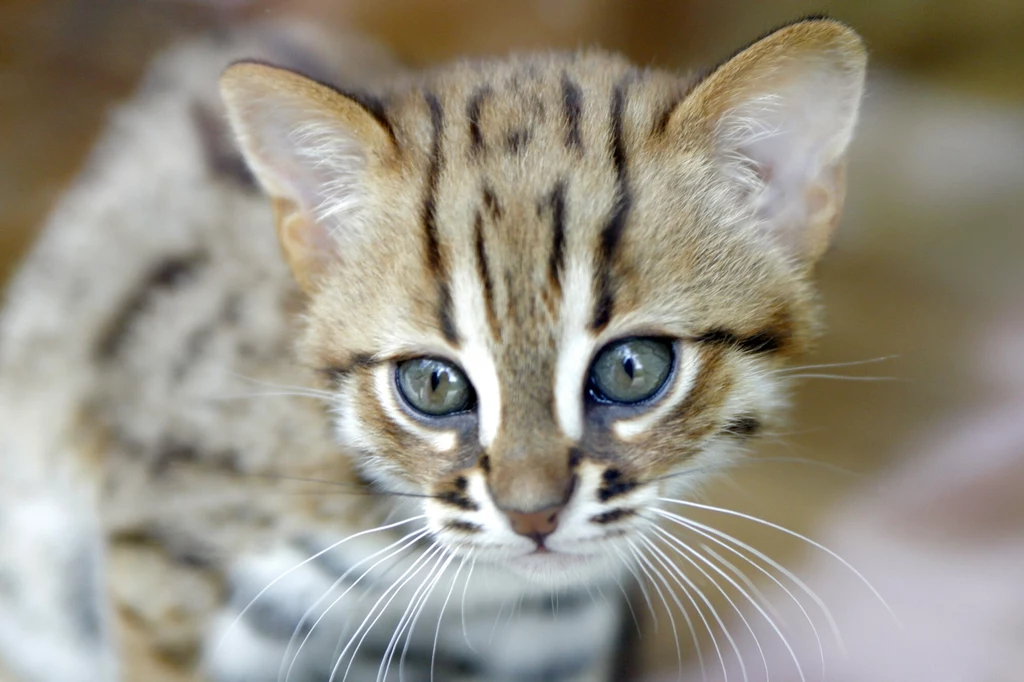 Kotek rudy to najmniejszy z kotów. Żyje wyłącznie w Indiach i na Cejlonie
