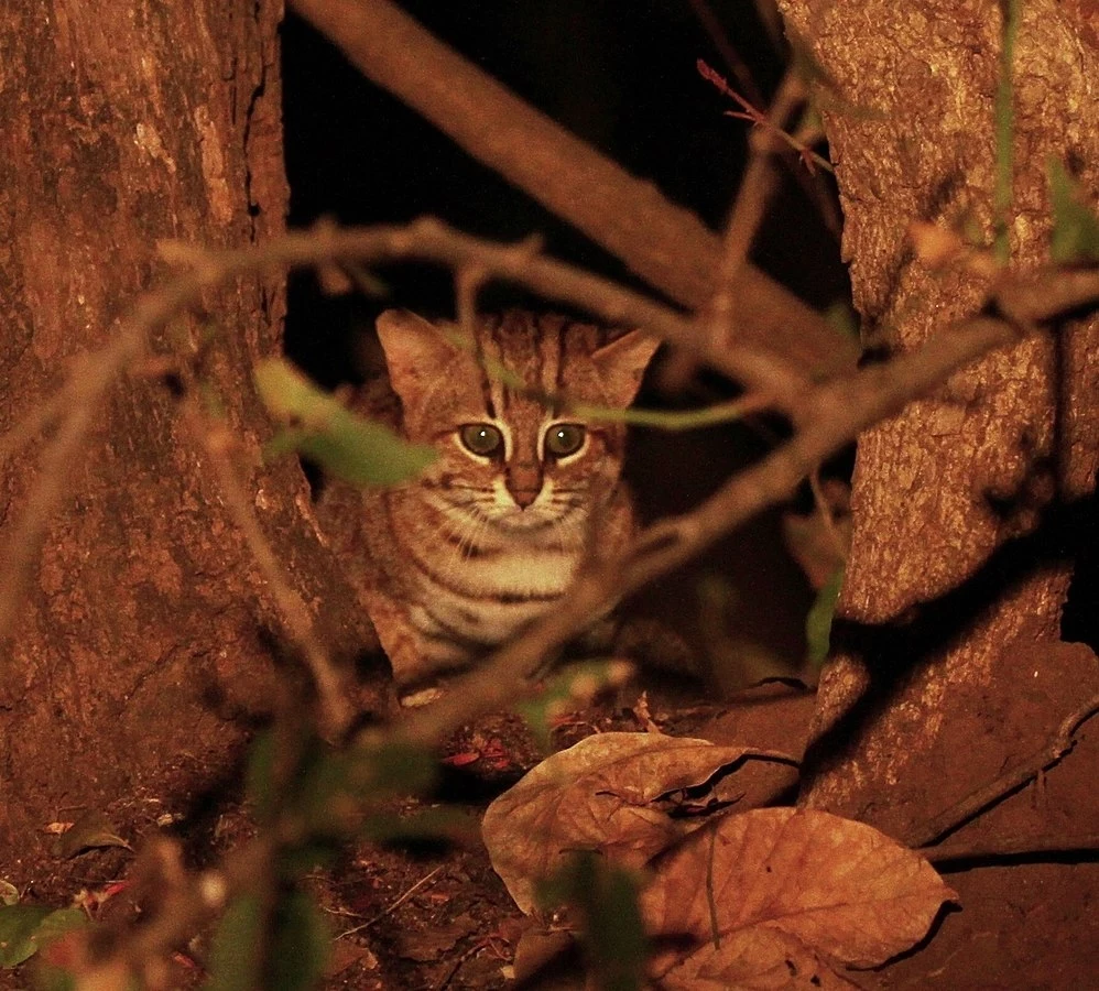 Kotek rudy - mistrz polowania w cejlońskich lasach