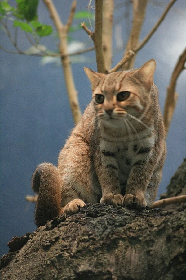 Kotek rudy to wciąż mało znany drapieżnik z Azji