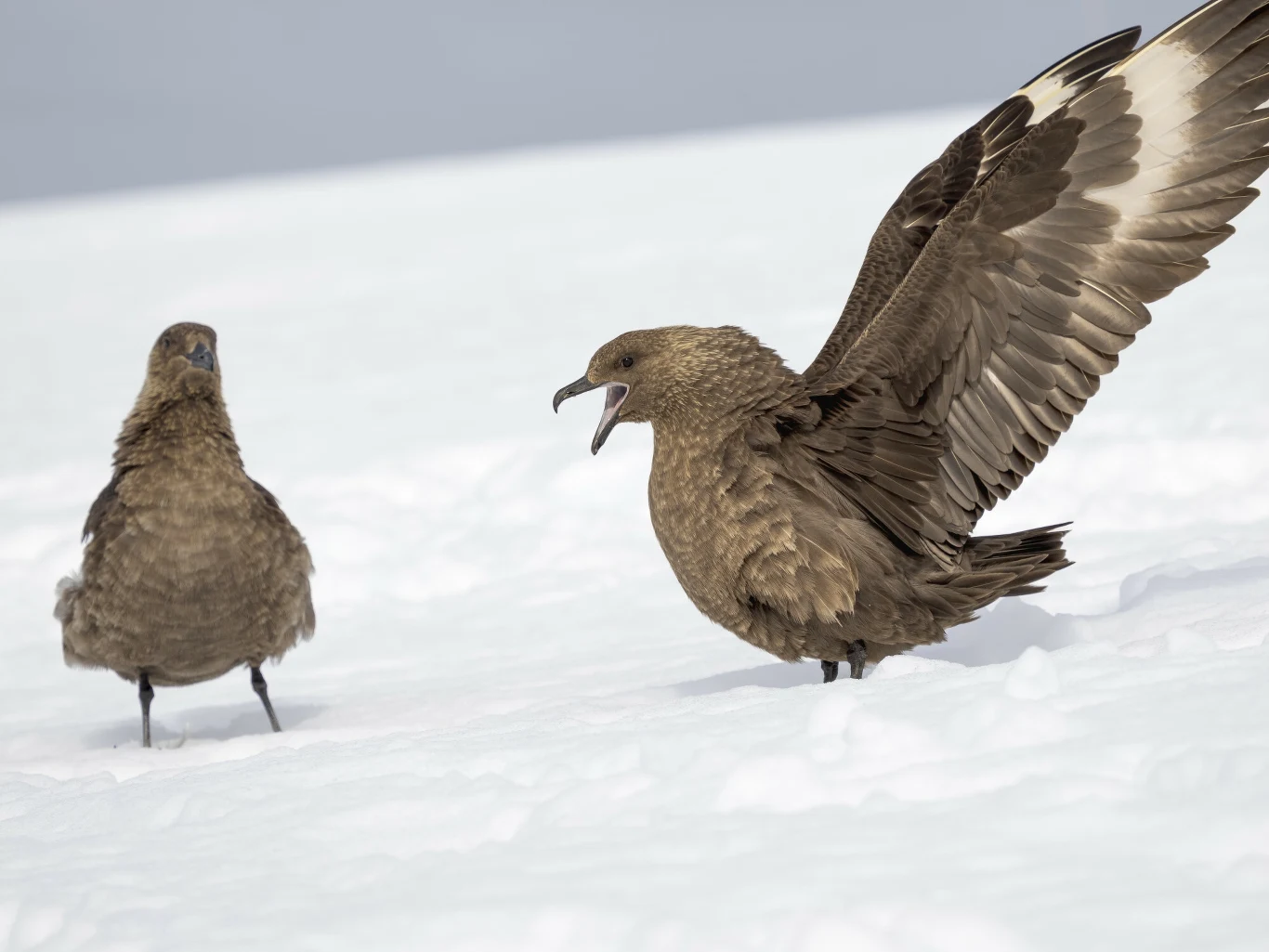 Sytuacja z wydrzykami w Wielkiej Brytanii jest gorsza niż przypuszczano